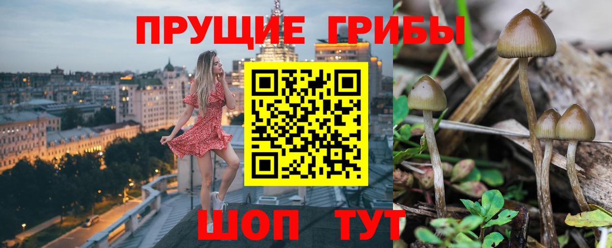 Губкинский  Галлюциногенные грибы мицелий  Вход с VPN 